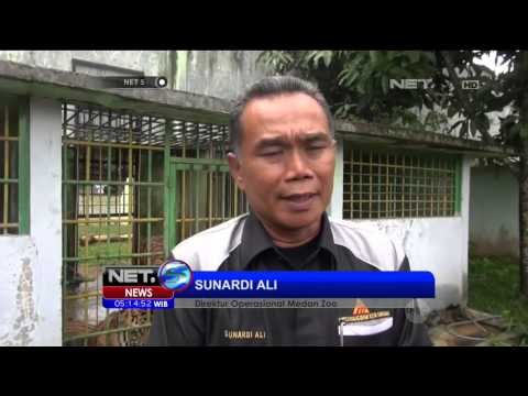 Kelahiran Seekor Bayi Harimau di Taman Marga Satwa Medan - NET5