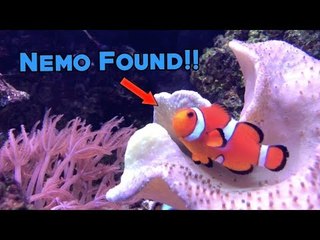 Vlog #19 : I found Nemo!!