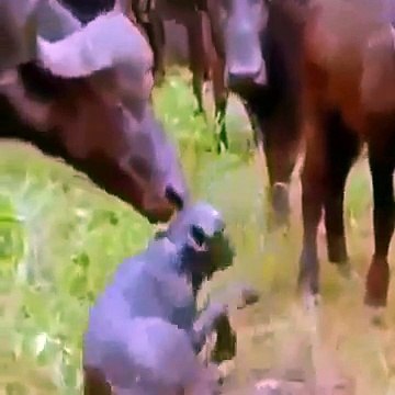 Attack of the Leopard Fighting, Hunting, Mating [Full Length Nature Documentary]