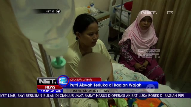 Bayi 9 Bulan Diserang Monyet Liar - NET12