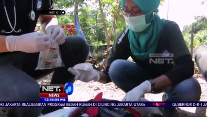 Terpisah Dari Induknya, Anak Orangutan Diselamatkan Warga