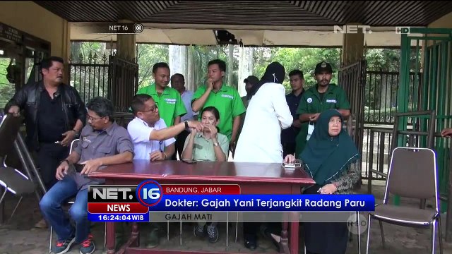 Kematian Gajah Yani Disebabkan Karena Radang Paru-Paru - NET16