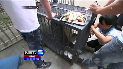 Pemindahan 2 Panda Besar ke Heilongjiang - NET5