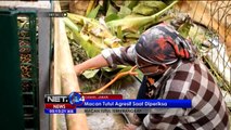 Macan Tutul Agresif Sebelum Dievakuasi BKSDA Jabar -NET24 8 Oktober