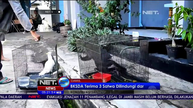 3 Satwa Liar Serahan Warga Diamankan BKSDA Jawa Barat - NET5