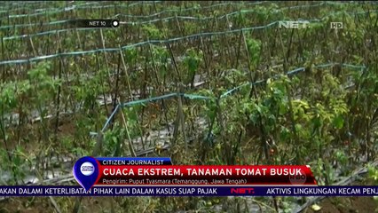 Download Video: Cuaca Ekstrem, Tanaman Tomat Busuk - NET 10