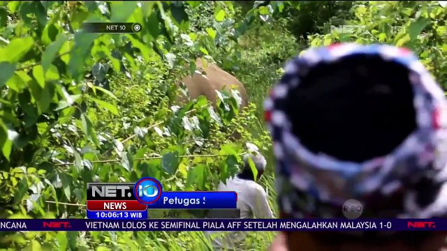 Petugas Selamatkan 2 Ekor Gajah - NET 10