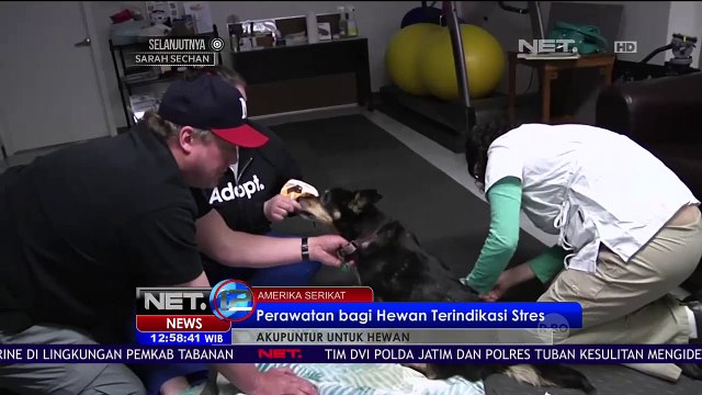 Perawatan bagi Hewan Terindikasi Stres - NET 12