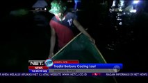 Tradisi Berburu Cacing Laut di Dompu NTB - NET12