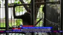 Petugas Amankan 2 Ekor Owa Serahan Warga - NET24