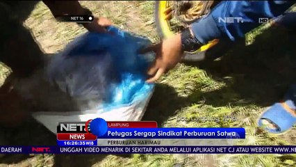 Petugas Sergap Sindikat Perburuan Satwa - NET 16