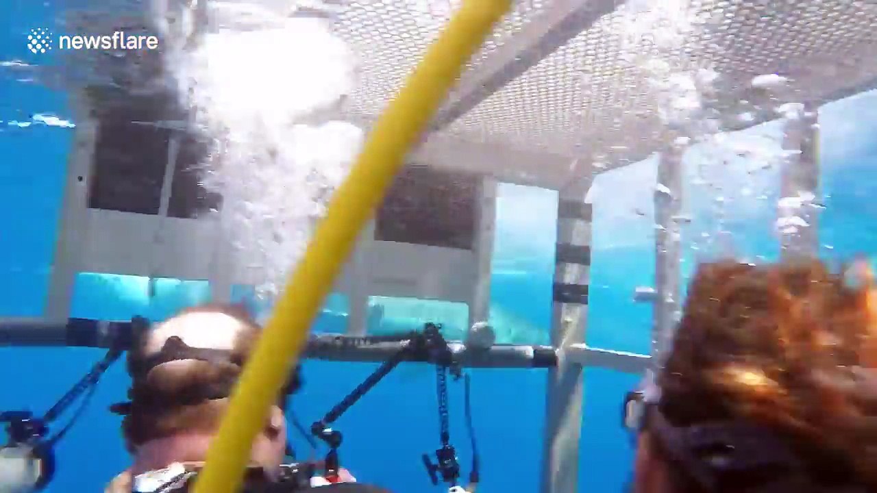 Huge great white shark attacks cage with divers inside