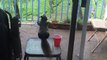 Cet écureuil observe une famille dans sa maison... Zoo inversé!
