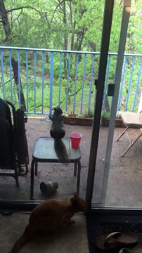 Cet écureuil observe une famille dans sa maison... Zoo inversé!