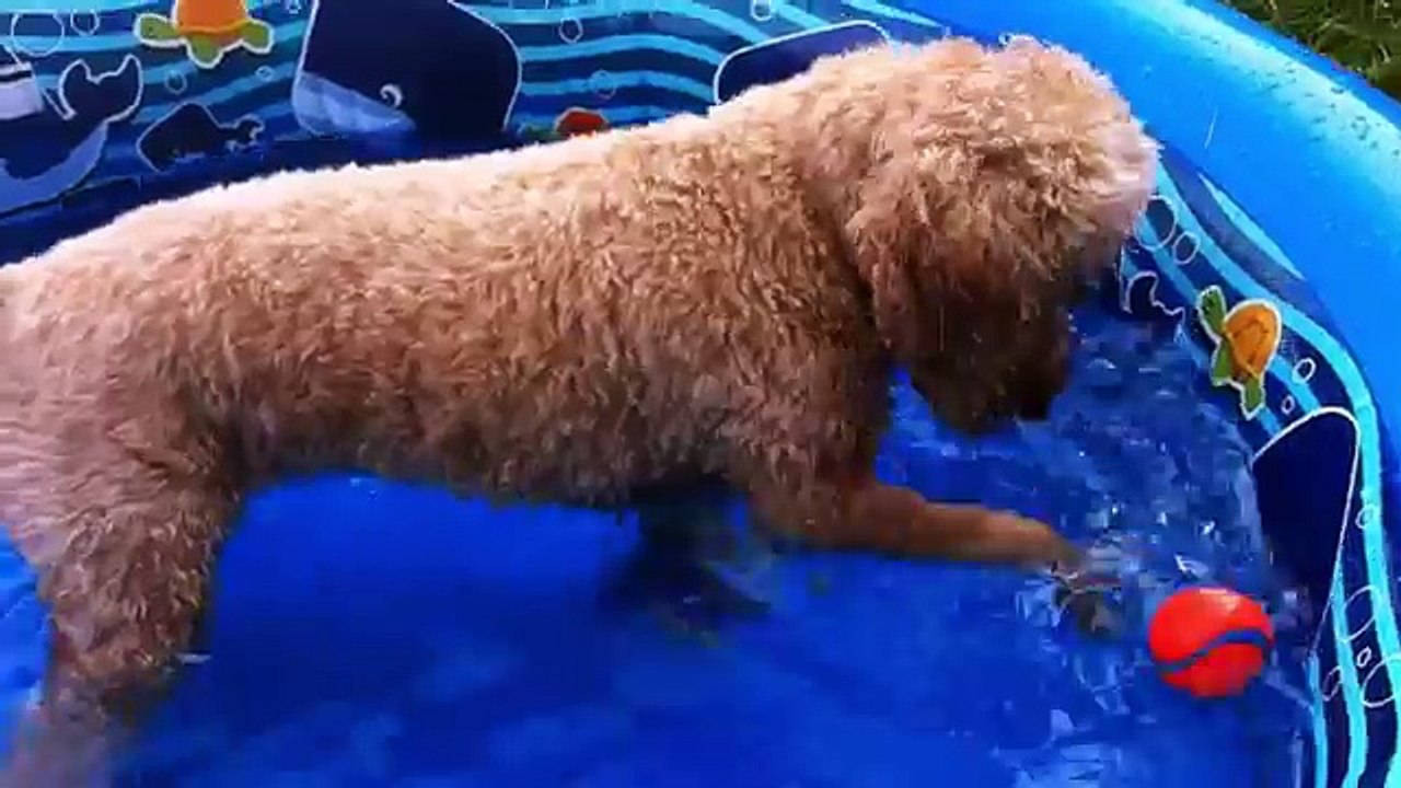 Lizzys Story | Kids Video of Cute Puppy and Funny Dog Playing