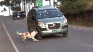 Dog attacks cars in Peru