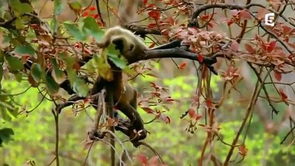 Tigre du Bengalela terre du tigreDocumentaire complet animaux sauvages -
