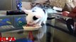 Funny Cats And Kittens Who Don't Want To Share Their Food - Cats Protecting Their Food 2017