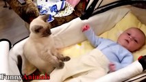 Cats Protecting Babies Videos Compilation 2017 - Cat Loves Babies