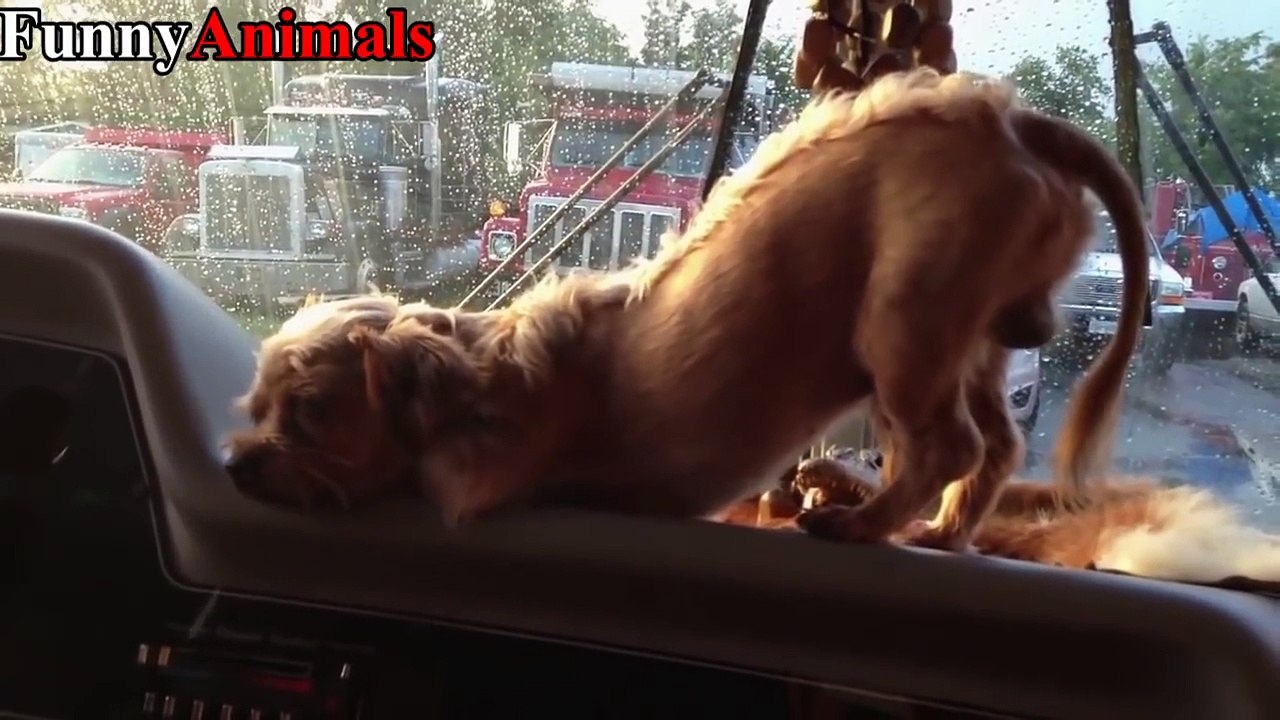 Funny Dogs and Cats - '' Sleepy, Falls and Clumsy & Jump Fail '' Compilation 2017