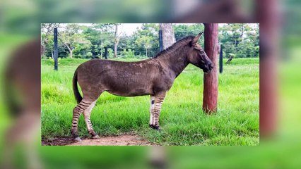 Hybrid Animals You Won't Believe Exist