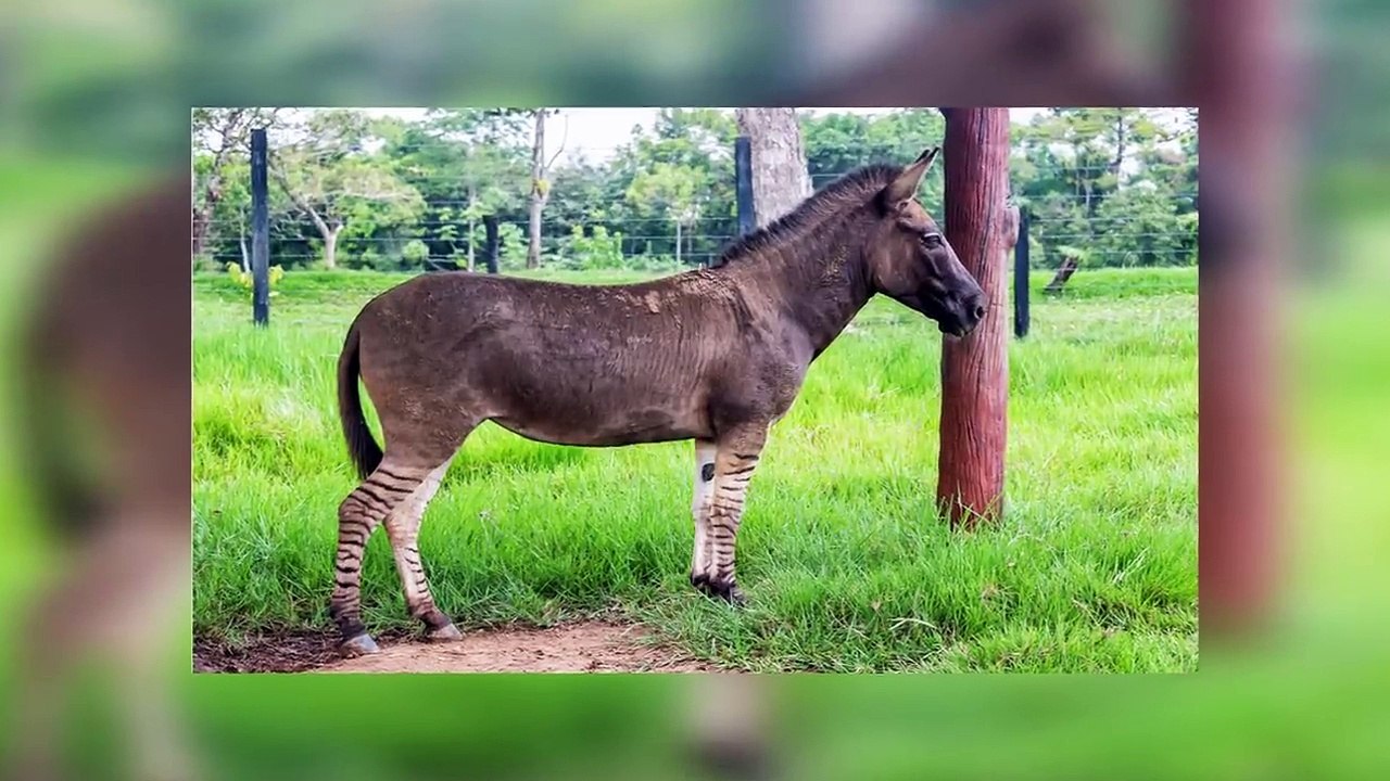 Hybrid Animals You Won't Believe Exist