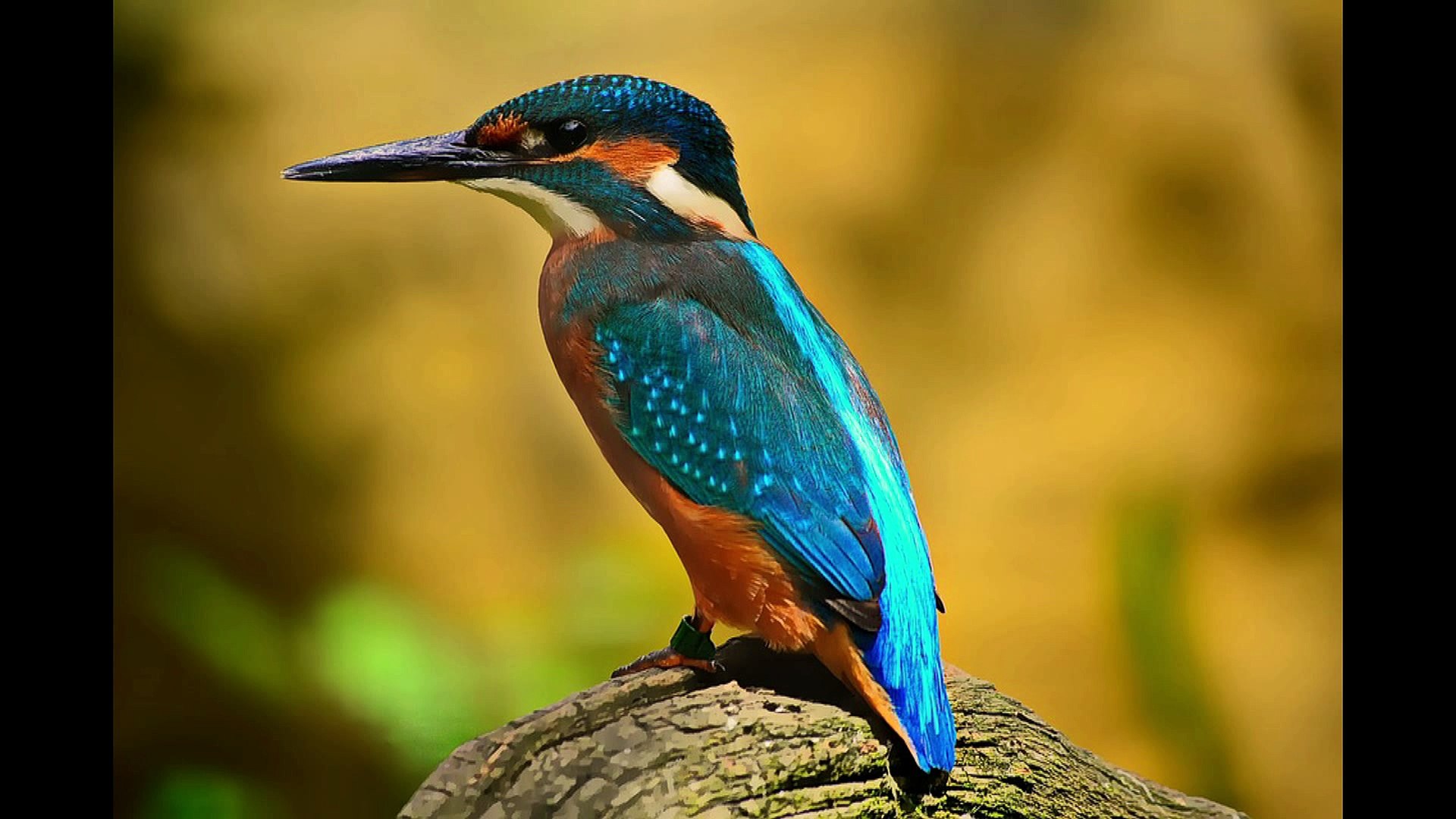 ⁣Beautiful Exotic Birds with Relaxing Music and Bird Sounds