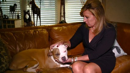 Woman Challenging Law in Ohio Town Banning Pit Bulls
