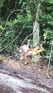 Une araignée-banane capture un crapaud dans sa toile