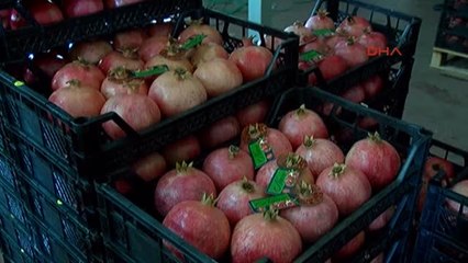 Antalya Narın Fiyatı Arttı, Üretici Mutlu