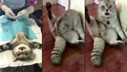 Quand un chat découvre qu'il vient de se faire opérer