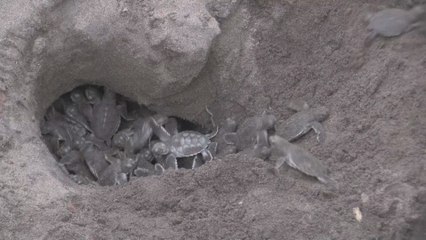 Tortuguero, un ejemplo de conservación y desarrollo en C. Rica