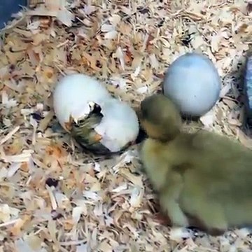 Ce poussin aide son petit frère à sortir de sa coquille... Trop mignon