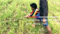 Terrifying! Brave Children Catch Big Snake While Finding Crabs in The Fields