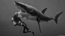 مصور أسماك القرش