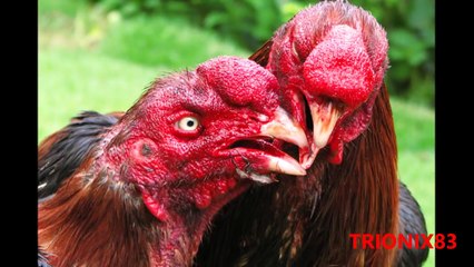 GALLOS MAS GRANDES: Gallos gigantes – Los gallos mas bonitos del mundo. TOP