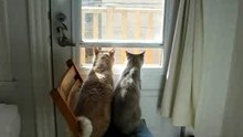 Cats near a window