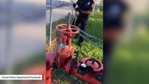Video Shows Cop Catching Baby Gator With His Bare Hands