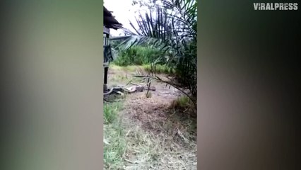 Python Caught After Eating A Goat In Malaysia