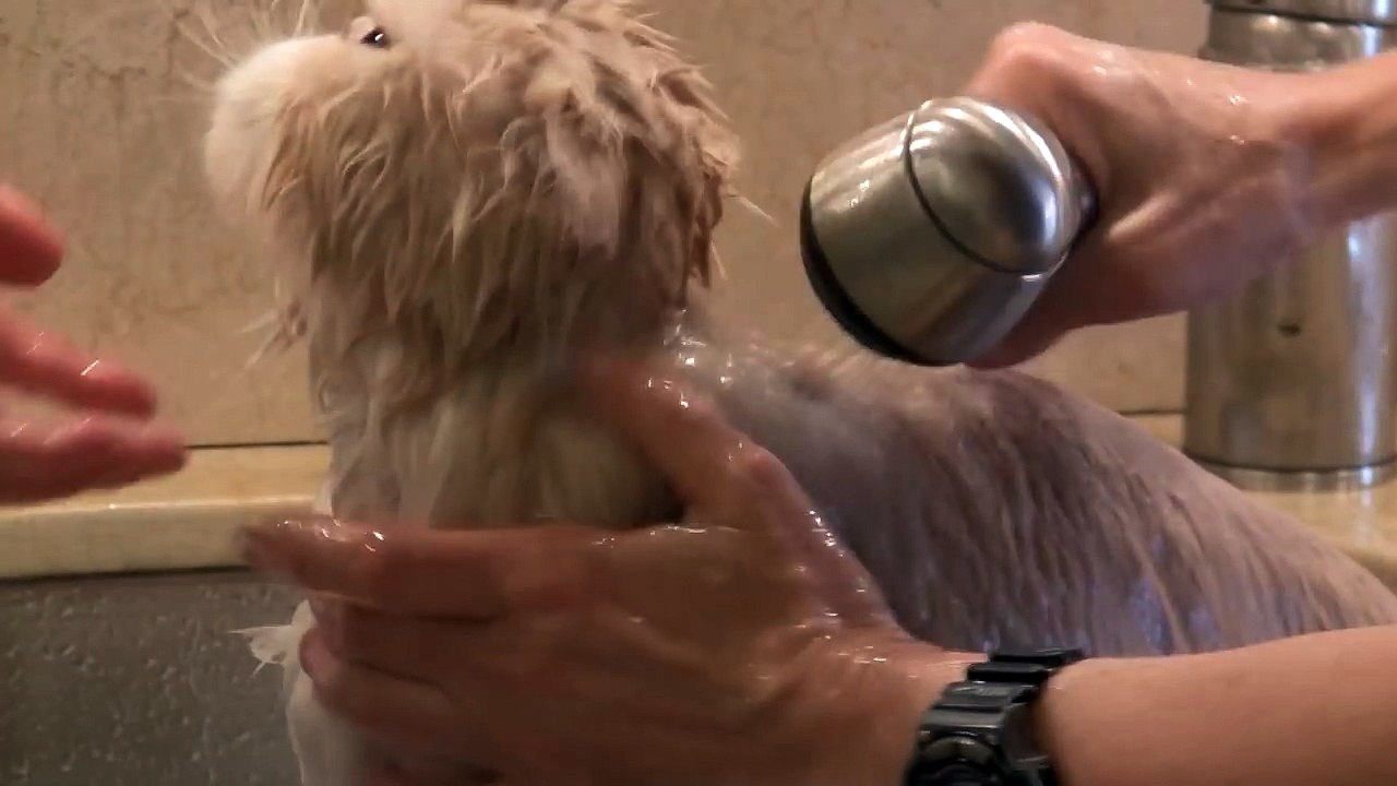 Persian Cat Grooming With The Pet Maven