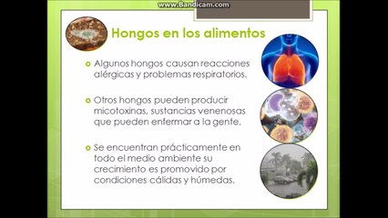 Hongos: Aspergillus spp