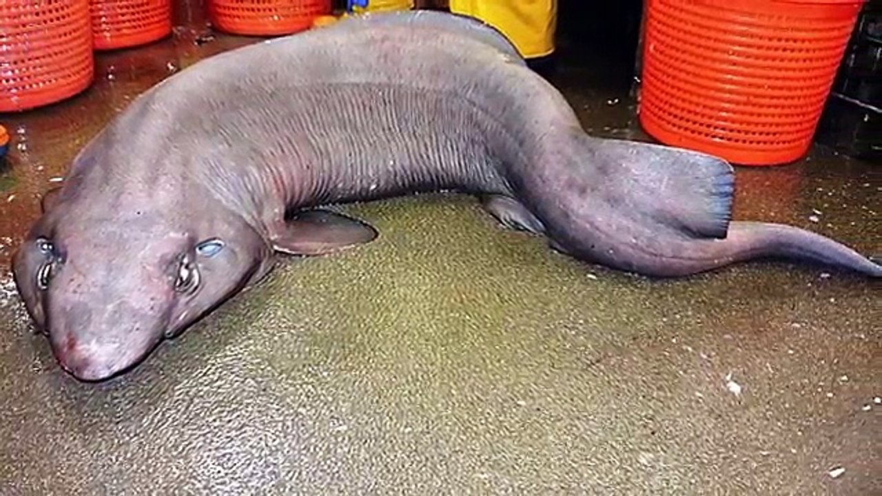 10 Rare Deep Sea Catches