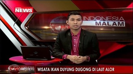 Wisata Ikan Dugong di Laut Alor