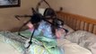 BAD BABY GIANT SPIDERS ATTACK GIRL WHILE SLEEPING Saved By Sister Sophia TOYS TO SEE Fun Compilation