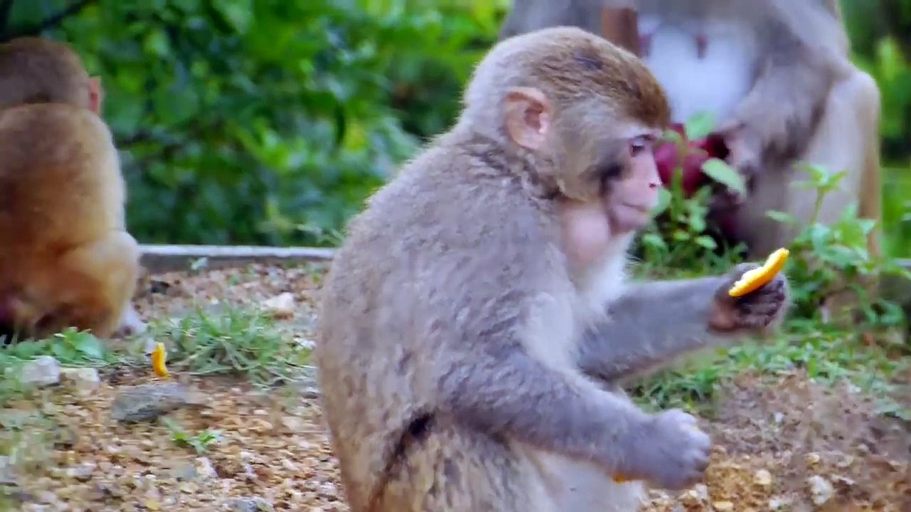 Will Olivia get some scraps ?