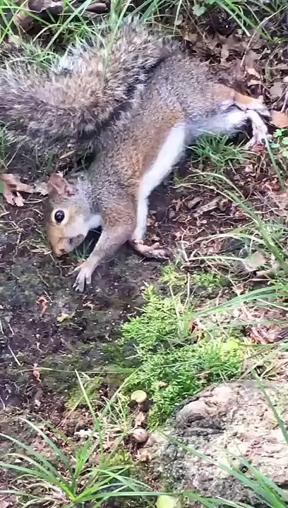 Un ecureuil un peu trop défoncé