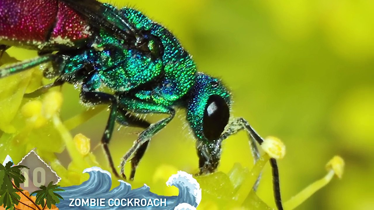 10 Zombie Organisms In Nature