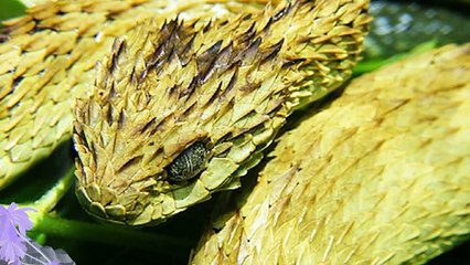 14 STRANGEST Snakes in the World