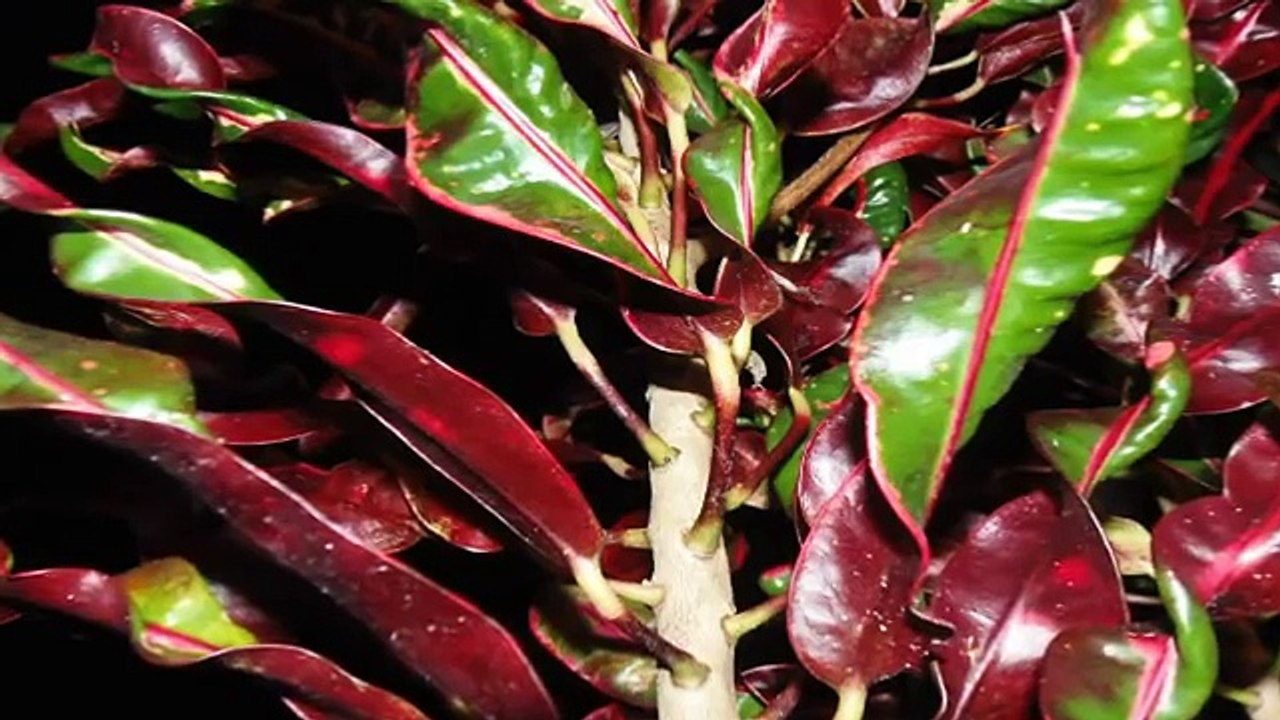 Música de fondo, piano