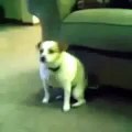 most funny crazy people Dog dances to Shake That Ass funny dogs